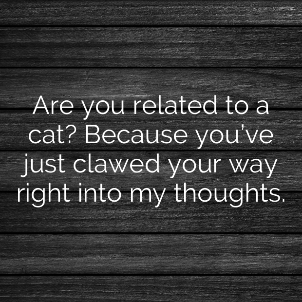 Cat Pick Up Lines-GJGrcx